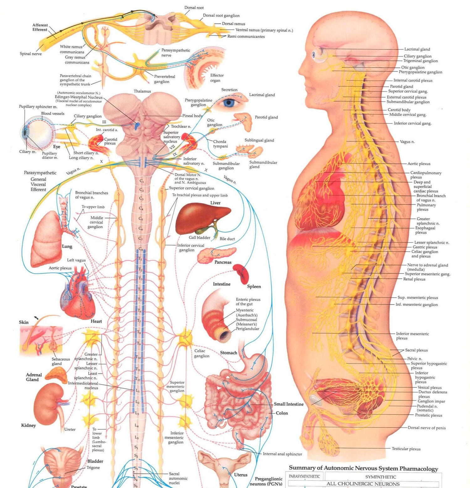 Chiropractor Pattaya